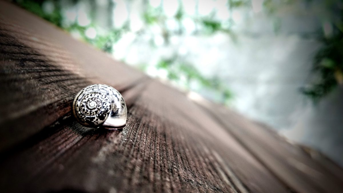 חילזון על הגג