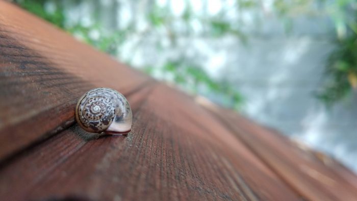 חילזון אחרי הגשם - לפני עריכה